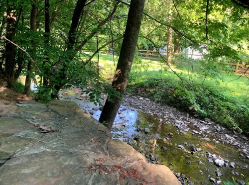 A serene creek flows through a wooded area, with rocks and trees lining the banks, and a grassy field in the background.
