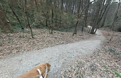 A dog walks along a winding gravel path through a wooded area with trees and fallen leaves.