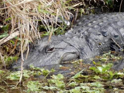 A large alligator partially submerged in water, surrounded by green plants and reeds.