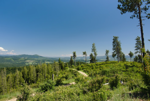A panoramic view of a lush green landscape with trees and rolling hills under a clear blue sky.