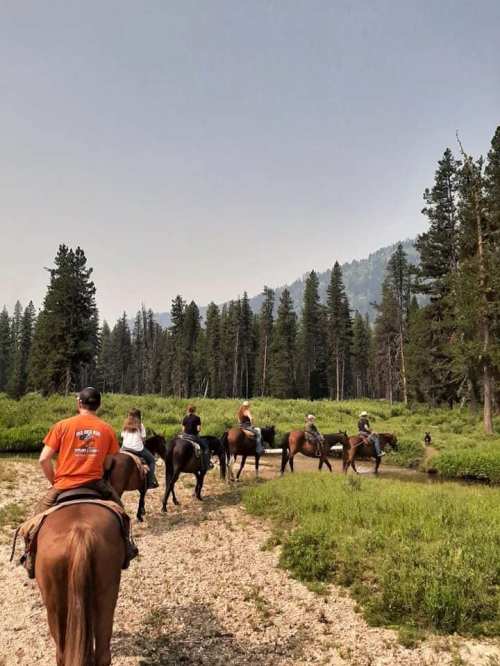 A group of people on horseback riding through a forested area with tall trees and a clear sky.