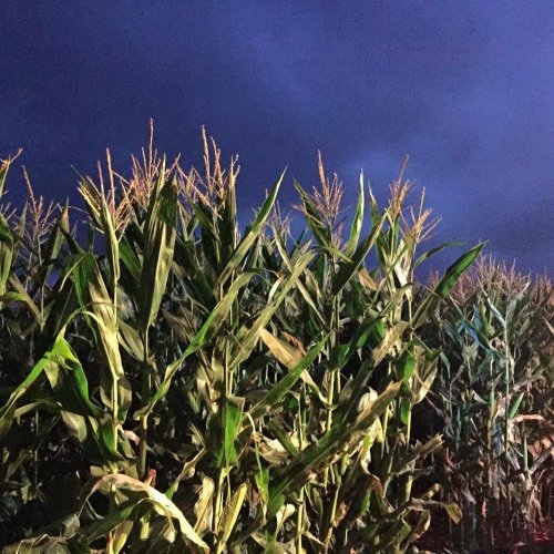 A field of tall corn plants under a dark, cloudy sky at dusk.