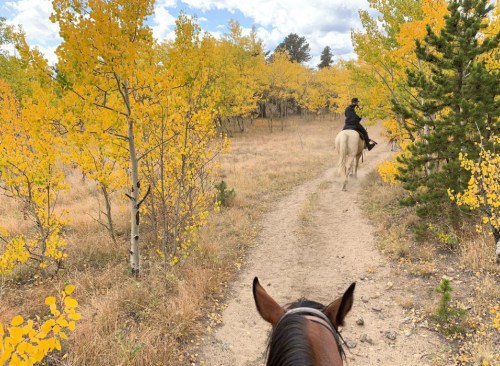 A rider on a horse follows a trail through a vibrant yellow aspen forest on a sunny day.