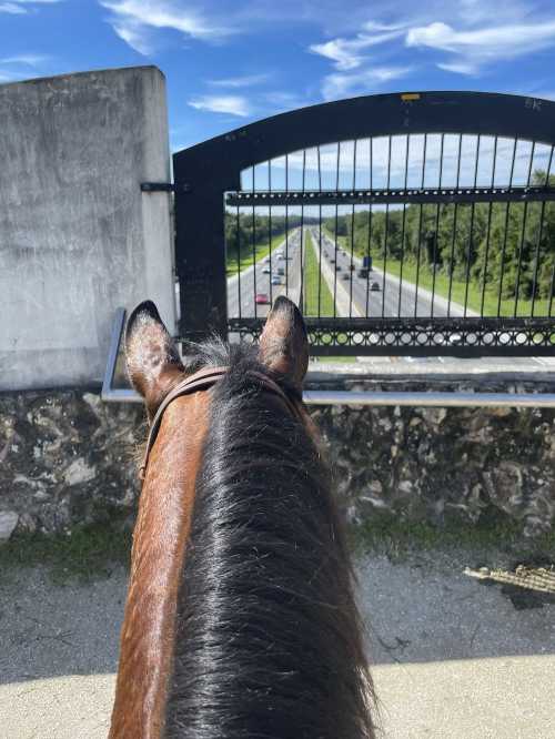 View from a horse's back overlooking a highway through a decorative gate under a blue sky.