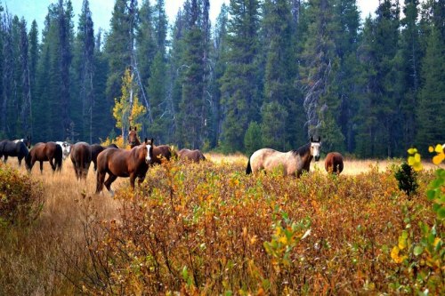 A group of horses grazing in a grassy field surrounded by trees and autumn foliage.