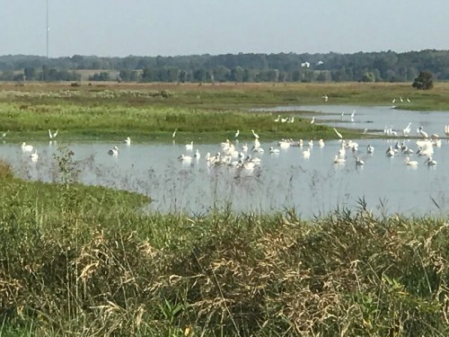 A serene wetland scene with numerous white birds wading in shallow water, surrounded by lush green grass and distant trees.