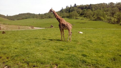 A giraffe stands in a grassy field with trees in the background, while a small dog is seen nearby.