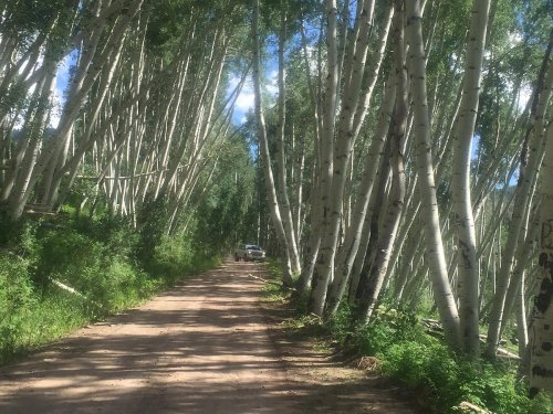 A dirt path lined with tall, slender trees, leading into a lush green forest under a blue sky.