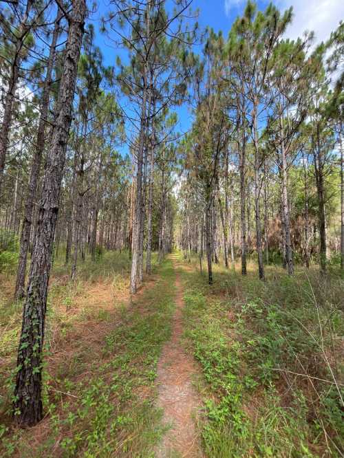 A narrow dirt path winds through a dense forest of tall pine trees under a clear blue sky.