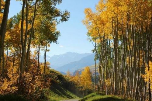A scenic view of a tree-lined path with vibrant yellow leaves and mountains in the background under a clear blue sky.