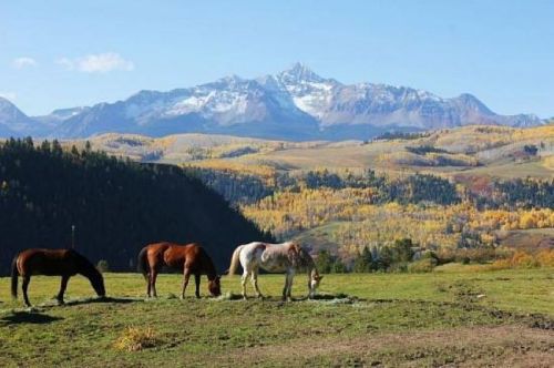 Four horses graze in a lush green field with mountains and colorful autumn trees in the background.