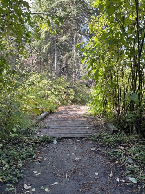 A wooden path leads through lush greenery and trees, inviting exploration into a serene natural setting.