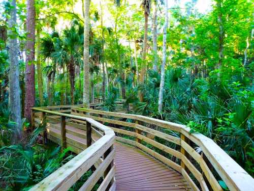 A wooden boardwalk winds through a lush, green forest filled with trees and tropical plants.