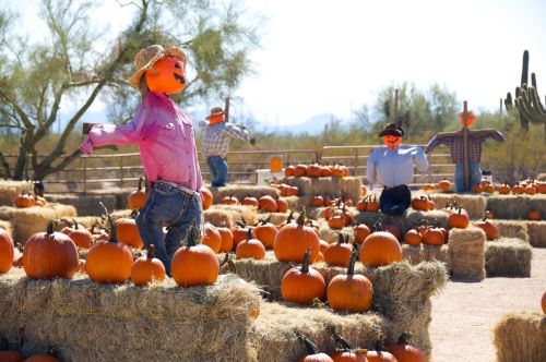 Scarecrows in a pumpkin patch surrounded by hay bales and pumpkins under a clear blue sky.