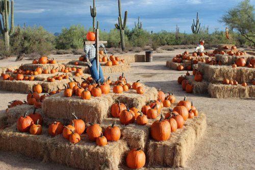 A pumpkin patch with hay bales and scattered pumpkins under a cloudy sky, surrounded by cacti.