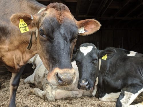 A close-up of a brown cow with ear tags, next to a black and white cow resting in a barn.