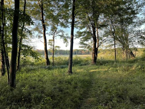 A serene forest scene with tall trees and a grassy path leading to a calm lake in the distance.