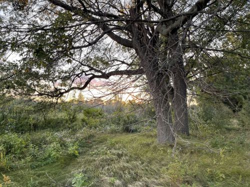 A large tree with sprawling branches stands in a grassy area, with a soft sunset glow visible in the background.