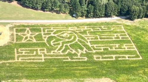 Aerial view of a corn maze featuring a large eagle design and a star, surrounded by green fields and trees.