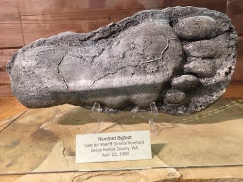 A large, cast foot print labeled "Hereford Bigfoot," displayed on a stand with details about its origin and date.