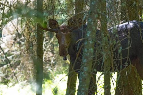 A moose partially hidden among trees in a forest, with its antlers visible through the foliage.