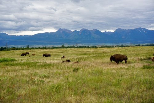 A herd of bison grazes in a grassy field with mountains and cloudy skies in the background.