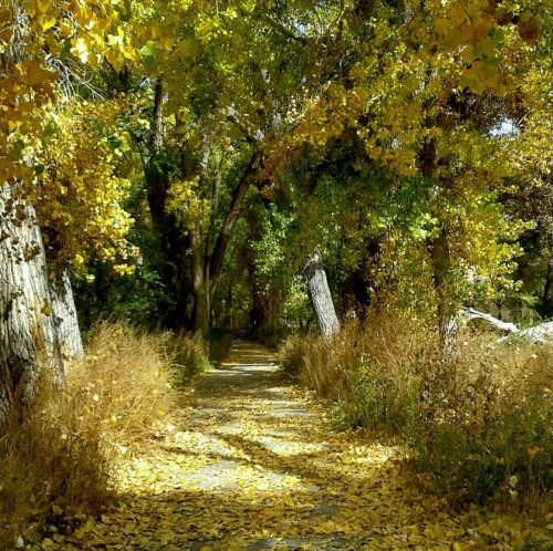 A serene path lined with trees, covered in vibrant yellow leaves, surrounded by lush greenery in autumn.