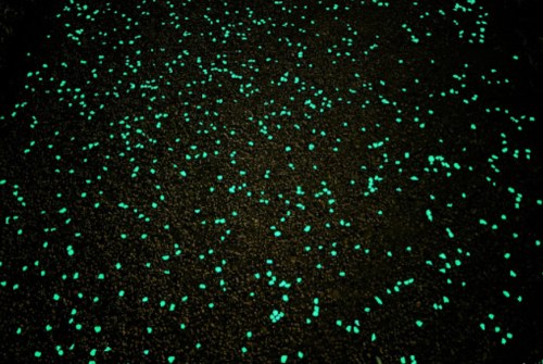 A dark surface scattered with glowing green dots, resembling stars or bioluminescent particles.