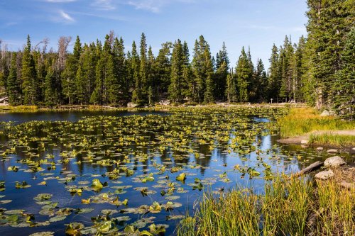 A serene lake surrounded by lush greenery and lily pads, reflecting the blue sky and trees.
