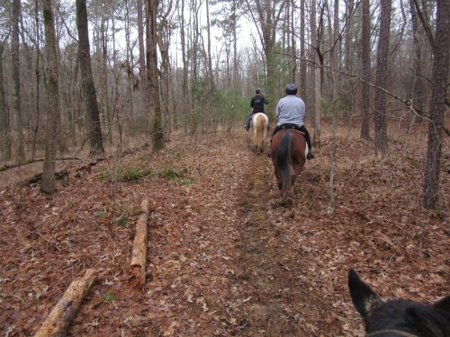 Two riders on horseback navigate a wooded trail, surrounded by trees and fallen leaves.