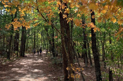 A serene forest path lined with trees displaying vibrant autumn leaves, with three people walking in the distance.