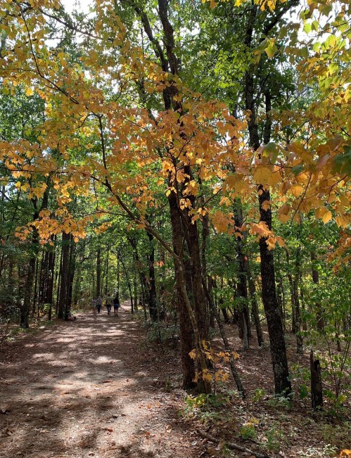 A wooded path with vibrant autumn leaves, two people walking in the distance under a canopy of trees.