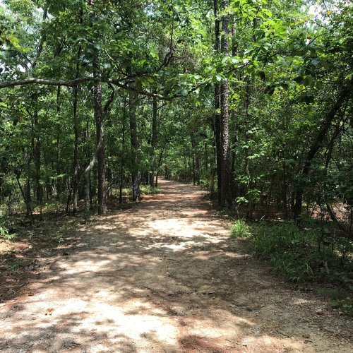 A dirt path winding through a lush green forest with tall trees on either side.