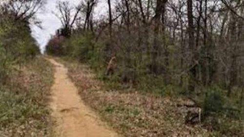 A dirt path winding through a wooded area with trees and sparse vegetation on either side.