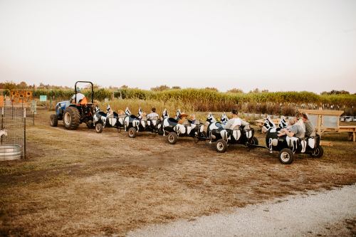 A tractor pulls a train of children in cow-themed carts through a farm field at sunset.