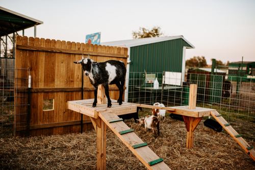 A goat stands on a wooden platform in a farmyard, with other goats nearby and a wooden fence in the background.