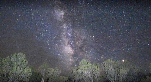 A starry night sky filled with the Milky Way, framed by silhouettes of trees below.