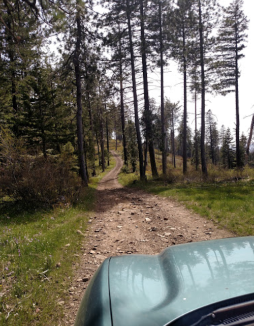 A view of a rocky dirt road winding through a forest of tall trees on a sunny day.