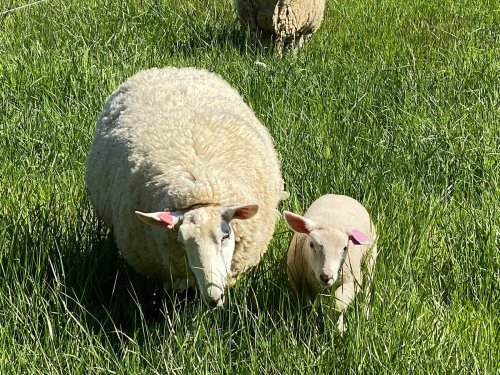 A sheep and a lamb standing together in a lush green field.