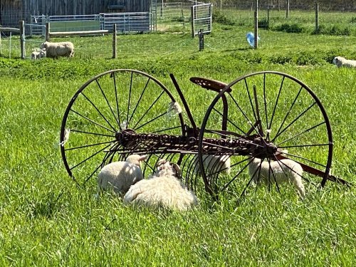 A rusty old farm implement lies in a grassy field, with sheep grazing nearby under a clear blue sky.