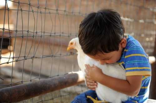 A young child hugs a white chicken while sitting near a fence on a farm.