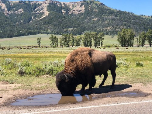 A bison drinking from a puddle beside a road, with green fields and mountains in the background.