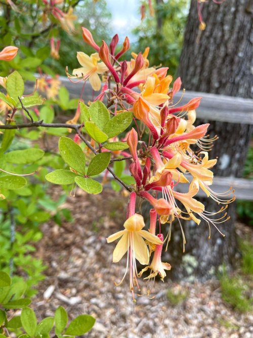 A close-up of vibrant orange and yellow flowers with red accents, surrounded by green leaves and a blurred background.