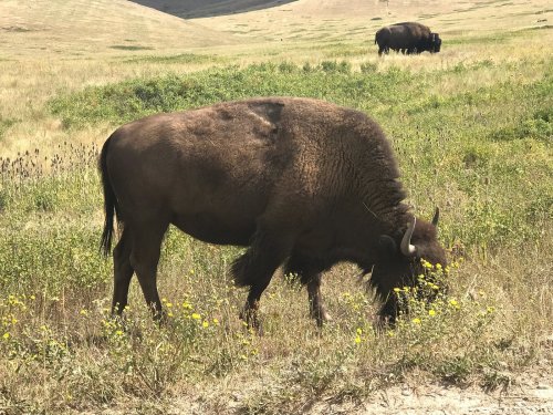 A bison grazes in a grassy field with wildflowers, while another bison is seen in the background.