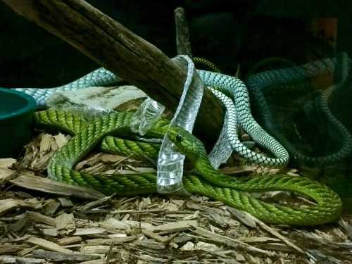 Two snakes, one green and one blue, intertwined around a branch in a terrarium with wood chips on the ground.