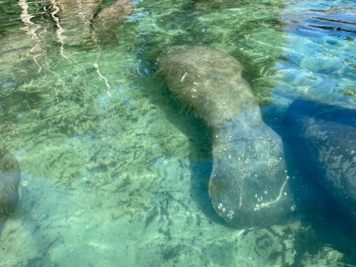 A manatee swimming in clear water, partially submerged, with sunlight reflecting on the surface.