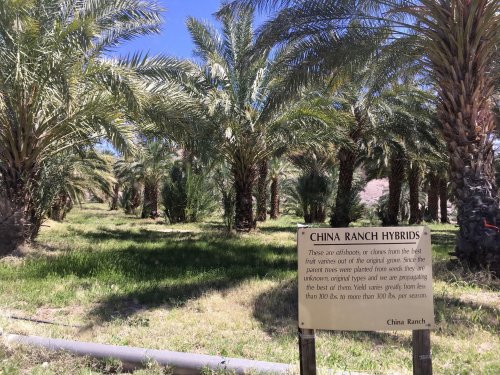 A lush palm tree grove with a sign reading "China Ranch Hybrids" in the foreground, showcasing date palm cultivation.