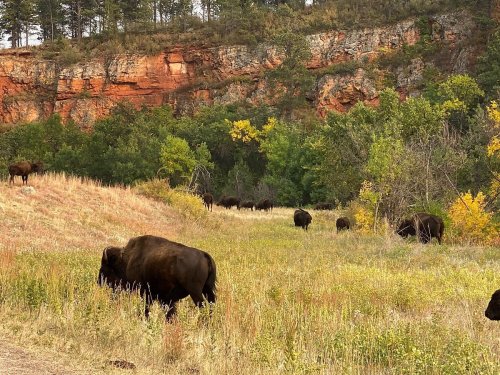 A herd of bison grazes in a grassy field near rocky cliffs and trees in a scenic landscape.