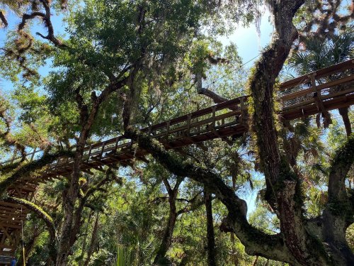 A wooden walkway elevated among lush green trees and moss, surrounded by vibrant foliage and sunlight.