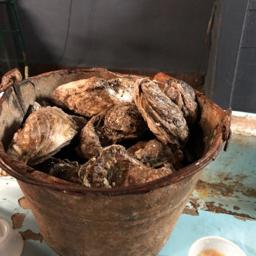 A rusted bucket filled with fresh oysters, resting on a weathered surface.